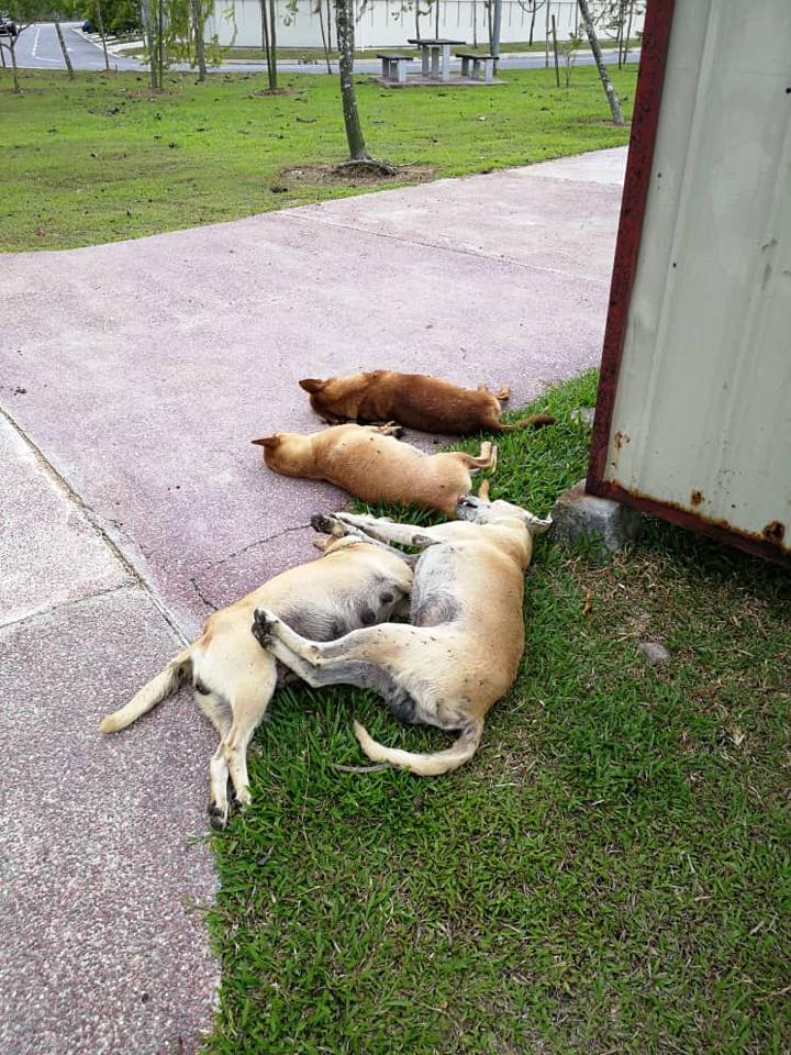 Stray Dogs in Shah Alam Are Cruelly Being Poisoned to Death and Their Limbs Chopped Off - WORLD OF BUZZ