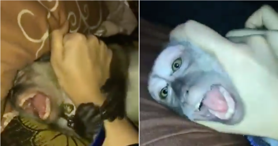 Watch: Girl Allegedly Abuse Her Pet Monkey, Causes Uproar - World Of Buzz 3