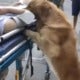 Watch How This Loyal Dog Protectively Guards Unconscious Owner On The Street - World Of Buzz