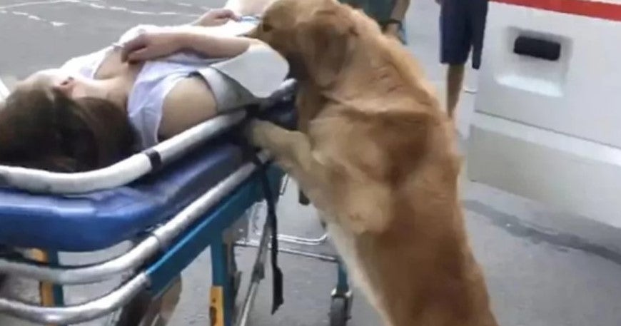 Watch How This Loyal Dog Protectively Guards Unconscious Owner On The Street - WORLD OF BUZZ