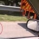 Photo Of Dog Being Dragged Behind Maintenance Lorry Goes Viral, Pit Crew Faces Suspension - World Of Buzz