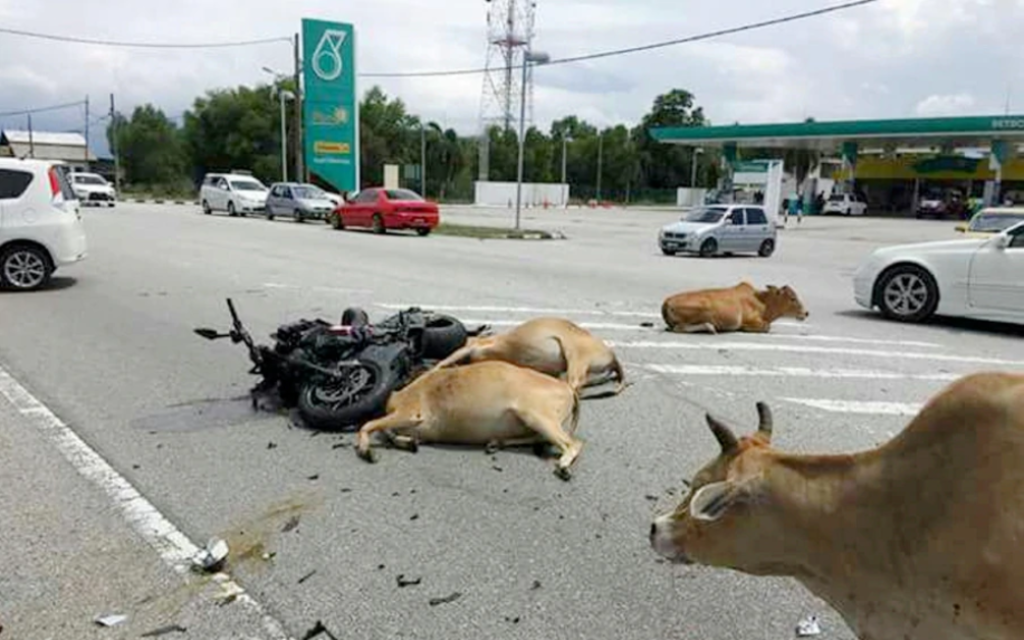 49Yo Man In Coma After Being Trampled On By 30 Cows While Otw To Lunch In Terengganu - World Of Buzz