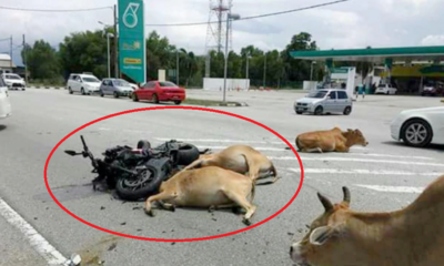 49Yo Man In Coma After Being Trampled On By 30 Cows While Otw To Lunch In Terengganu - World Of Buzz 3