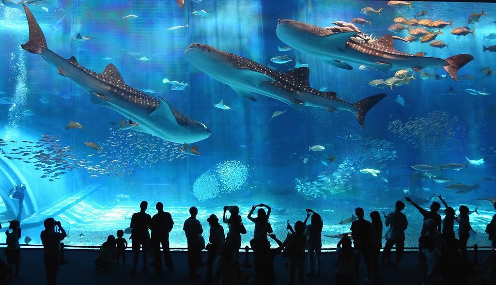 8 Awesome Osaka Attractions You Must See for The Total Japan Experience - WORLD OF BUZZ 20