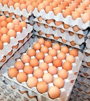 Fresh Brown Table Eggs Chicken Eggs In