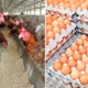 Each Tray Of Eggs In Selangor And Kl Now Cost Rm1.20 More, Here'S Why - World Of Buzz