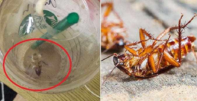 Lady In Malacca Finds A Huge Cockroach After She Finished Her Starbucks Drink! - World Of Buzz