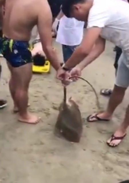 Man's Genitals Painfully Stabbed by Stingray While Swimming in The Sea - WORLD OF BUZZ 1