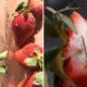 Moh Will Be Checking All Australian Strawberries For Needles Before Being Allowed Into Malaysia - World Of Buzz 3