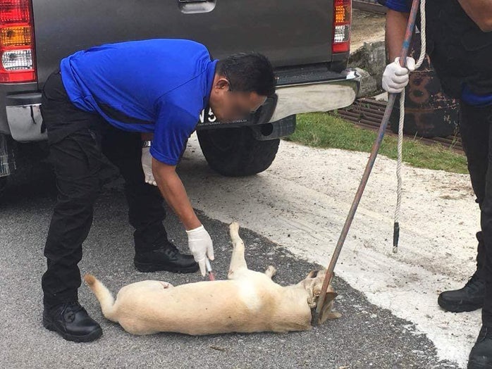 Seremban Stray Dogs Caught And Euthanised Publicly On Streets, Netizens Outraged - World Of Buzz 1