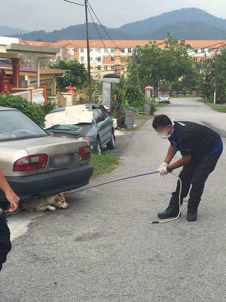 Seremban Stray Dogs Caught and Euthanised Publicly on Streets, Netizens Outraged - WORLD OF BUZZ 2