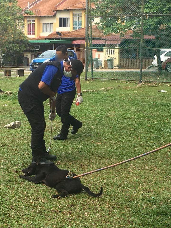 Seremban Stray Dogs Caught and Euthanised Publicly on Streets, Netizens Outraged - WORLD OF BUZZ 3