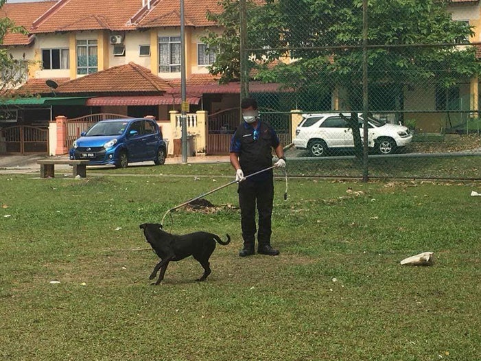 Seremban Stray Dogs Caught And Euthanised Publicly On Streets, Netizens Outraged - World Of Buzz 4