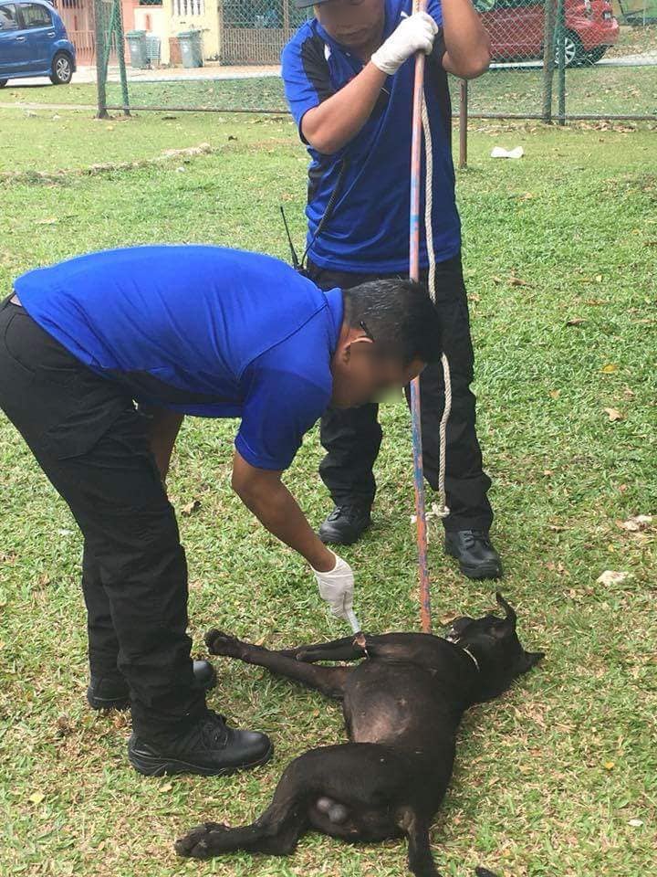 Seremban Stray Dogs Caught and Euthanised Publicly on Streets, Netizens Outraged - WORLD OF BUZZ 5