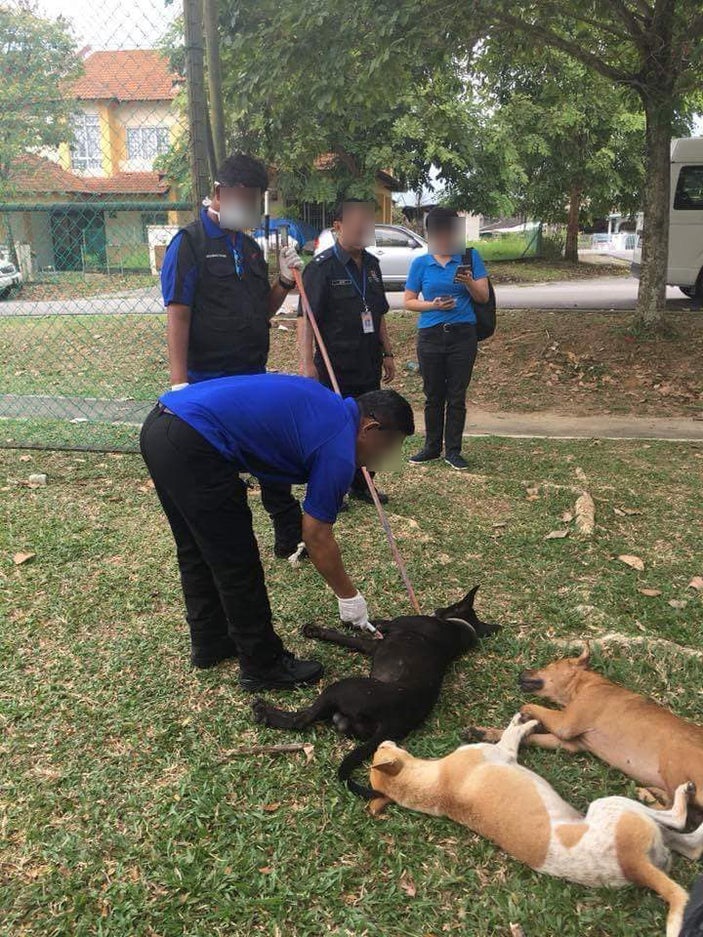 Seremban Stray Dogs Caught And Euthanised Publicly On Streets, Netizens Outraged - World Of Buzz 6