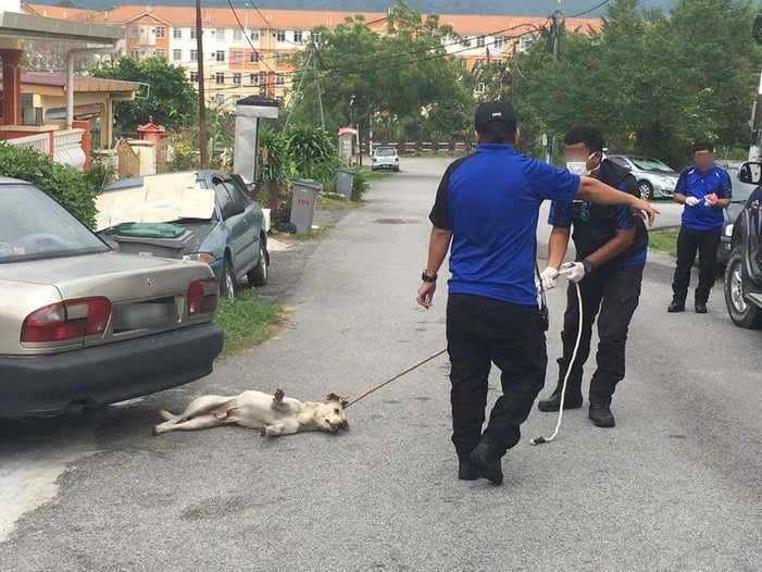 Seremban Stray Dogs Caught And Euthanised Publicly On Streets, Netizens Outraged - World Of Buzz