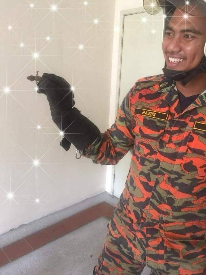 This Is What Bomba Caught In Pj Home When They Received Reports Of Huge Monitor Lizard - World Of Buzz