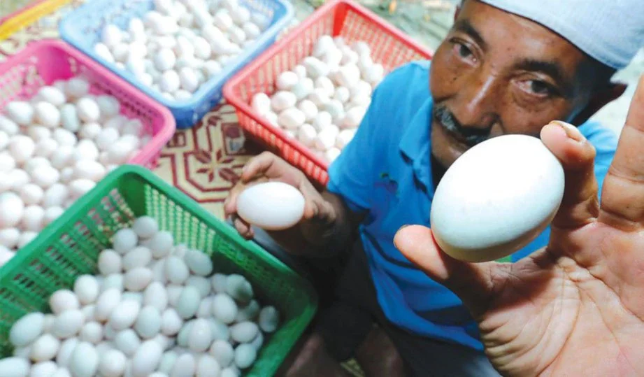 This Malaysian Man Earns RM12,000 a Month By Just Selling Duck Eggs! - WORLD OF BUZZ 1