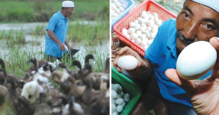 this malaysian man earns rm12000 a month by just selling duck eggs world of buzz 4 1