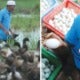 This Malaysian Man Earns Rm12,000 A Month By Just Selling Duck Eggs! - World Of Buzz 3