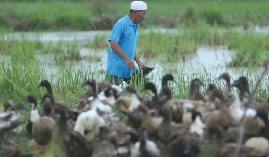 This Malaysian Man Earns RM12,000 a Month By Just Selling Duck Eggs! - WORLD OF BUZZ