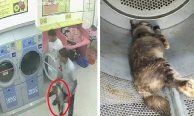 Two Cruel M'Sians Caught On Cctv Trapping Pregnant Cat In Dryer And Killing Her - World Of Buzz 6