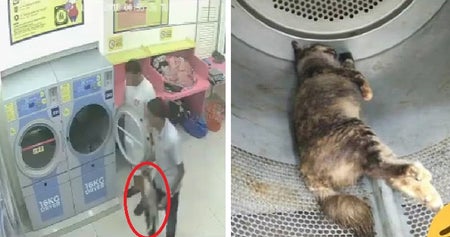Two Cruel M'sians Caught On Cctv Trapping Pregnant Cat In Dryer And Killing Her - World Of Buzz 6