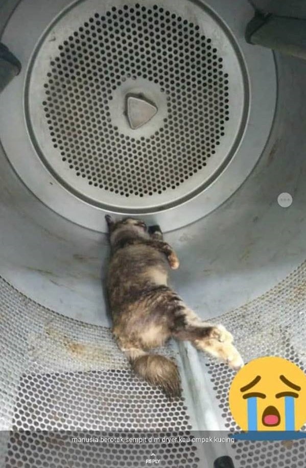 Two Cruel M'sians Caught On Cctv Trapping Pregnant Cat In Dryer And Killing Her - World Of Buzz