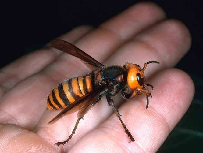 UPSR Candidate Dies After Being Stung By a Swarm of Hornets - WORLD OF BUZZ 2
