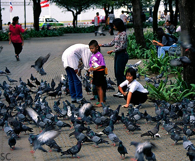 You Can Get Fined Over RM3,000 or Even Jailed For Feeding Pigeons in Thailand - WORLD OF BUZZ 1