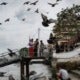 You Can Get Fined Over Rm3,000 Or Even Jailed For Feeding Pigeons In Thailand - World Of Buzz 2