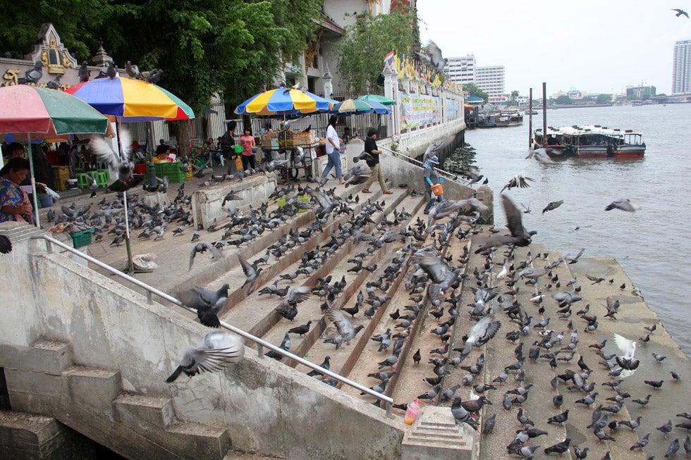 You Can Get Fined Over RM3,000 or Even Jailed For Feeding Pigeons in Thailand - WORLD OF BUZZ