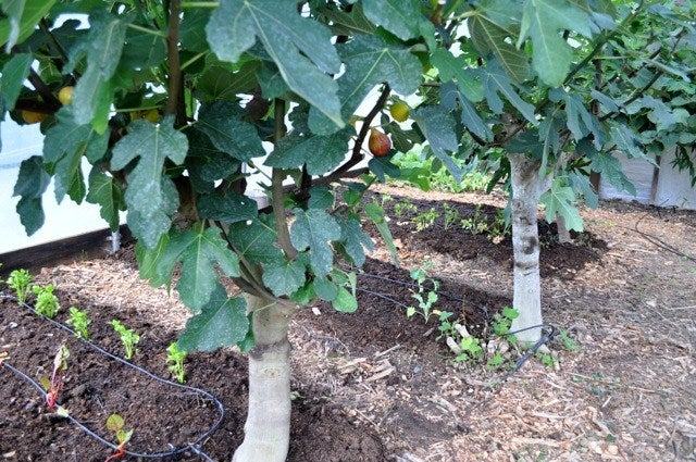 Ficus fig greenhouse 08.22.11