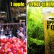Got Fresh Apples At Home? Here'S How You Can Exchange Them For Free Ciders! - World Of Buzz 2