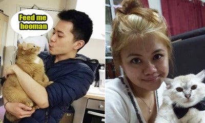 M’sian Cat Owners Share With Us Some Ridiculous Things They Do With Their Pets - World Of Buzz
