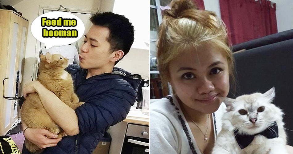 M’sian Cat Owners Share With Us Some Ridiculous Things They Do With Their Pets - World Of Buzz