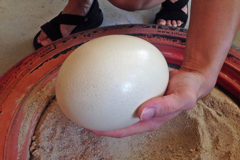 ostrich farm egg