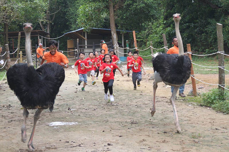ostrich farm race