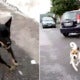 Watch How This Malaysian Postman 'Revenge' After Getting Chased By Two Dogs - World Of Buzz