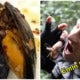 Aglio Olio With Cockroach 'Surprise' In Mussels, Terrify Patrons - World Of Buzz