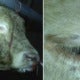 Cows Collapse And Cry After Getting Water Pumped Into Their Bodies For 12 Hours By Slaughterhouse - World Of Buzz