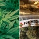 South Korea Becomes First East Asian Country To Legalise Medical Marijuana For Better Treatment Options - World Of Buzz