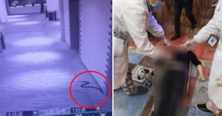 Man Rapes Woman After Using Venomous Pet Snake As Threat, Gets Bitten And Die Instead - World Of Buzz 4