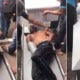 Man Tries To Break Into Car In Shah Alam, Gets Caught &Amp; Put In Coffin As Punishment - World Of Buzz