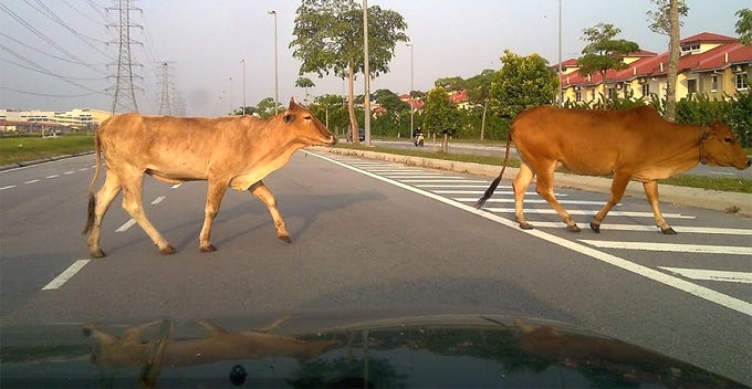 Owners Will Be Fined Up To Rm250 For Letting Their Livestock Roam Freely On Road - World Of Buzz 1