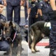 Pdrm Sets Up First Ever K-9 Memorial To Honour The Sacrifices Of Police Dogs - World Of Buzz