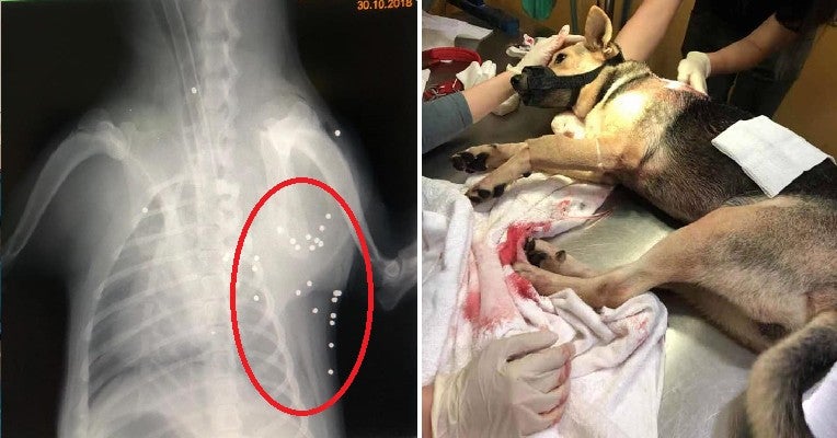 puppy gets shot 42 times in msian housing area by alleged crow shooting officers world of buzz 11 1