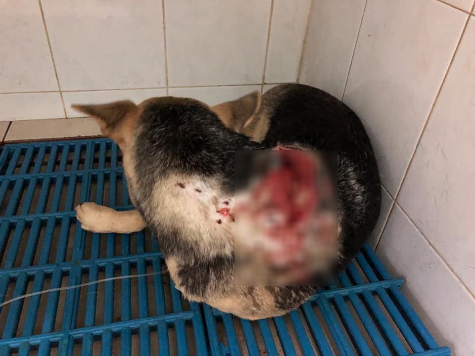 Puppy Gets Shot 42 Times In M'sian Housing Area By Alleged Crow-Shooting Officers - WORLD OF BUZZ 3