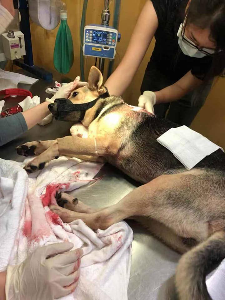 Puppy Gets Shot 42 Times In M'sian Housing Area By Alleged Crow-Shooting Officers - WORLD OF BUZZ 7