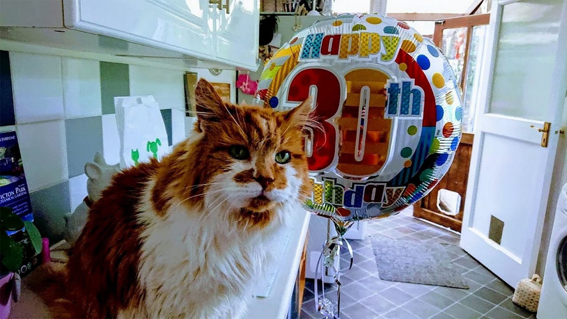 Rubble The Cat Celebrates 30Th Birthday With Owner Since 1988 - World Of Buzz